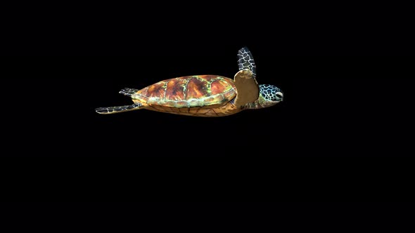 4K Green Ocean Turtle