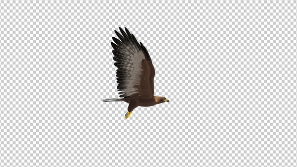 Golden Eagle - 4K Flying Loop - Side View alt