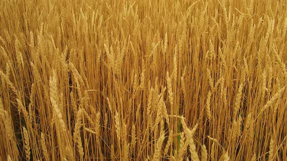 Wheat Field