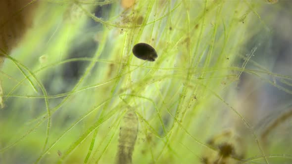 The Movement of Organisms Among Algae Under a Microscope