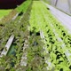 Dolly shot of organic freshness vegetables hydroponic green house soiless water system - VideoHive Item for Sale
