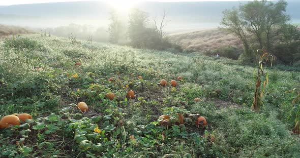 Aerial camera over pumpkin patch with morning dew as camera moves to the left.