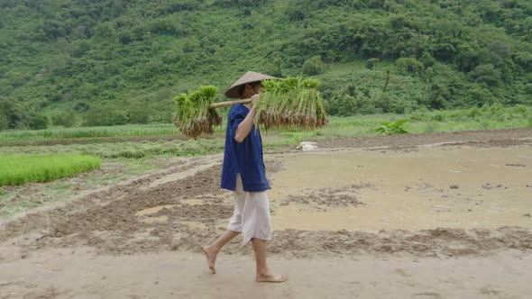 Asian Farmer Carrying The Rice Seedlings