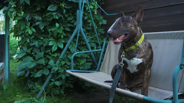 The bull terrier in a brindle color on a swing