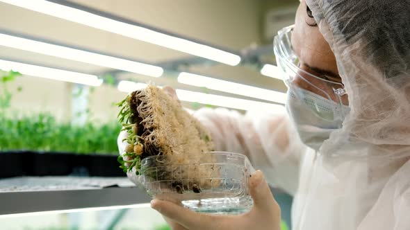Scientist in Gloves Examining the Roots of Fresh Microgreens