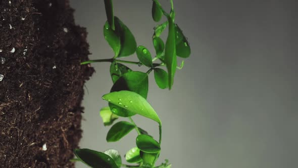 Plant in Rain Water Drops Seedling Soil Vertical