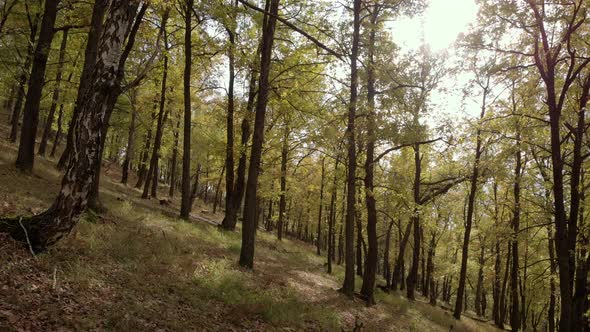 Walk In The Yellow Forest