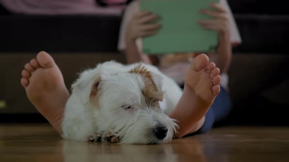 Young Girl Sitting on the Floor with Her Dog Jack Russell Terrier and Working on a Smartphone Tablet