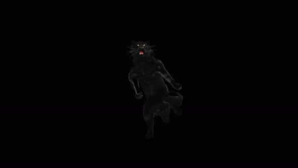 Panther Dancing 4K