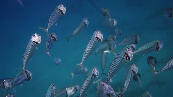 FishBowl of Indian Mackerel Silversides Hiding Behind Secret Rocks Under Sun Shine and Beams