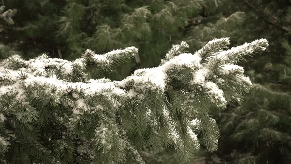 Snow Falling In Front of Fur Tree