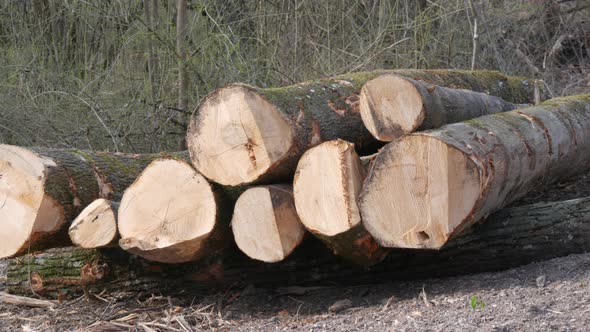 A Stack of Logs