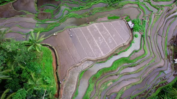 Aerial View of Tegallalang Rice Terraces, Bali, Indonesia