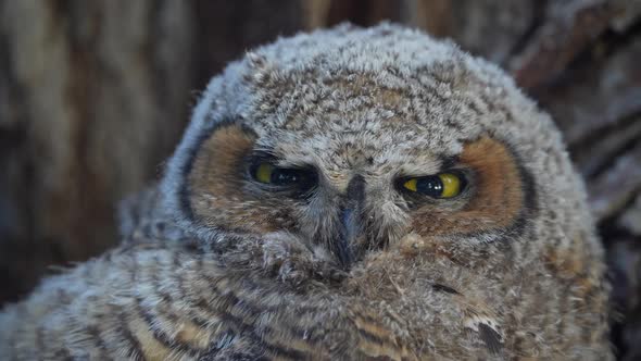 Up close view of Great Horned Owl baby as it turns head