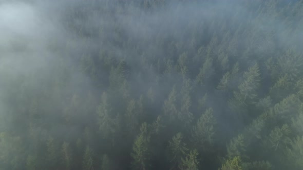 Aerial view of forest through fog, autumn, Black Forest, Germany