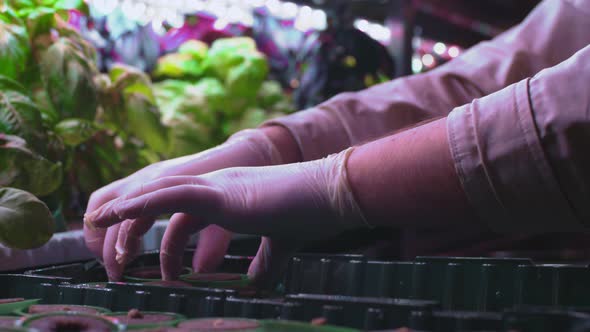 A Man is Planting Lettuce Sprouts in a Vertical Greenhouse