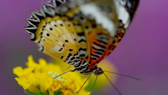 Macro close up of Butterfly Collecting Nectar Pollen with Legs of Yellow Flower - Pollination Time i
