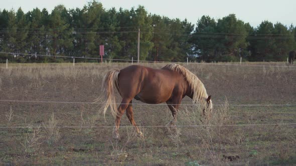 A herd of horses graze in a meadow behind a wire fence under electric voltage