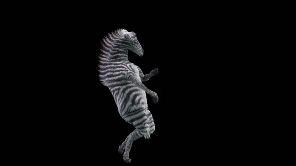 34 Zebra Dancing HD