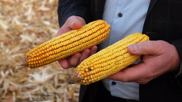 Farmer examining fresh, harvested corn cobs. Close-up. Slow motion.