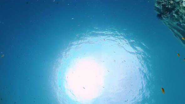 The Underwater World of a Coral Reef. Panglao, Philippines