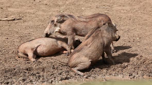 Warthog Family Grooming Each Other