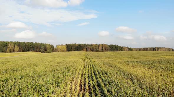 Cornfield Aerial Flying Over Autumn Yellow Corn Field Country Side Top View Shot From Drone