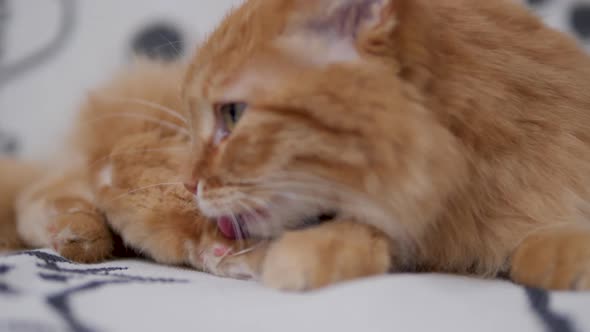 Cute Ginger Cat Licks on White Couch. Fluffy Petcleans Its Fur. Cozy Home.