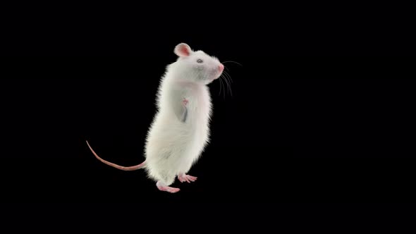 Rat Dancing 4K