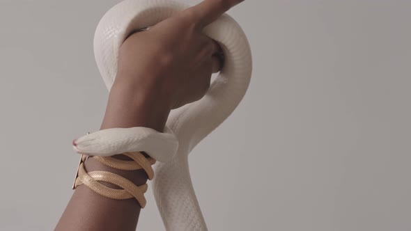 Black Female Hand Holding White Rat Snake on White Background