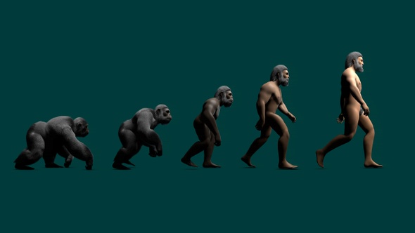 Human Evolution 4K