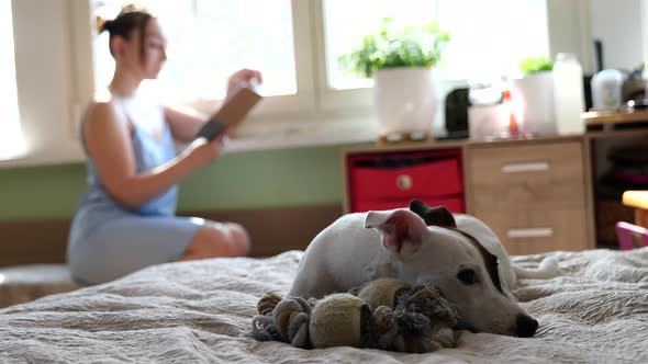 Jack Russell Terrier Lying on the Bed