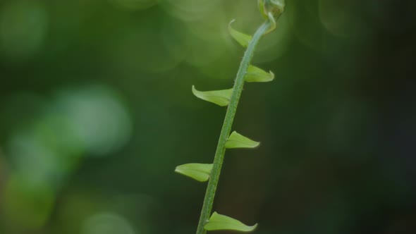 Forest creeper Arm Macro 10