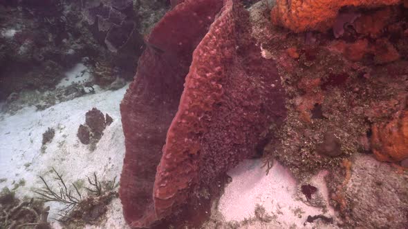 Pan Shot around big purple barrel sponge on sandy coral reef in Cozumel Caribbean Sea Mexico