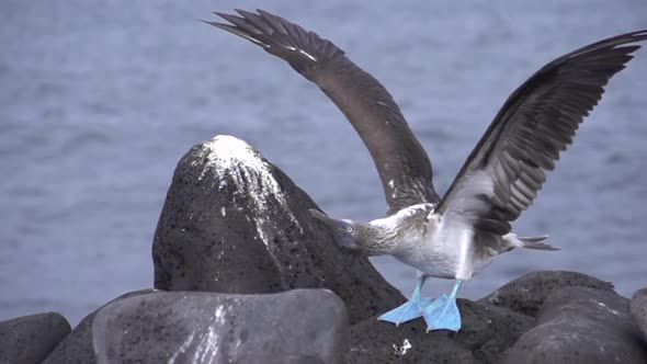 Blue footed booby stretching his wings