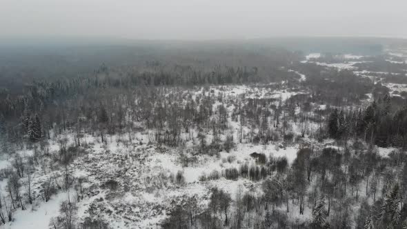 Taiga Forest Under Snow