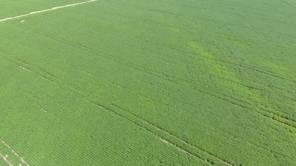 Fly over crops of soy bean plants. Agriculture field in Brazil