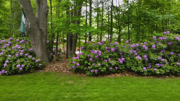 Beautiful purple flwoers in a suburban front yard.