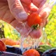 A man is washing red ripe cherry tomatoes over the vegetables under water - VideoHive Item for Sale