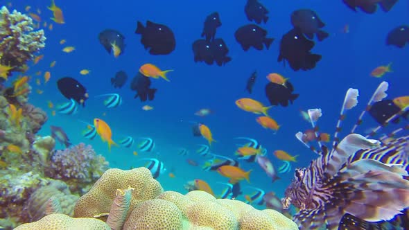 Tropical Lionfish and Tube Worm