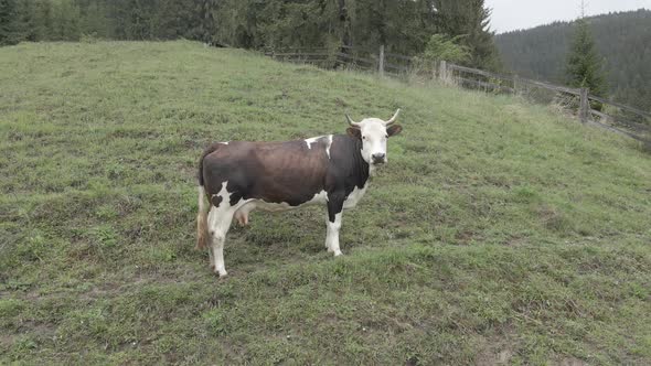 Ukraine, Carpathians: Cow in the Mountains, Aerial, Gray, Flat