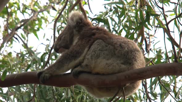 Koala with itchy fur in a tree