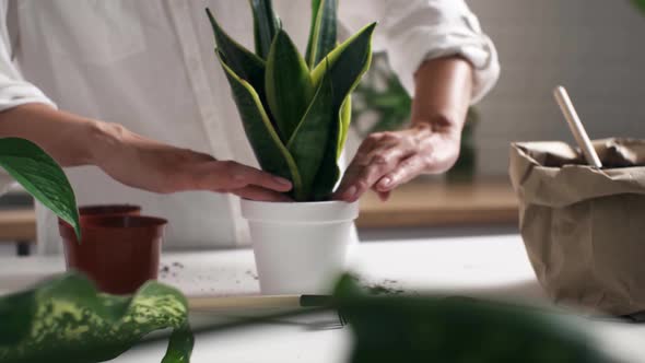 Plant Care, A Young Housewife Girl Transplants Indoor Plants Into New Large Plant Pots, Plant Care