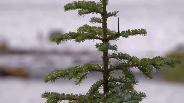 Lonely Tree on River Bank