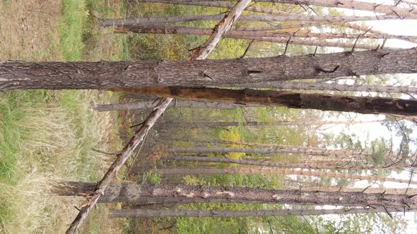 Vertical Video of the Forest on an Autumn Day Slow Motion