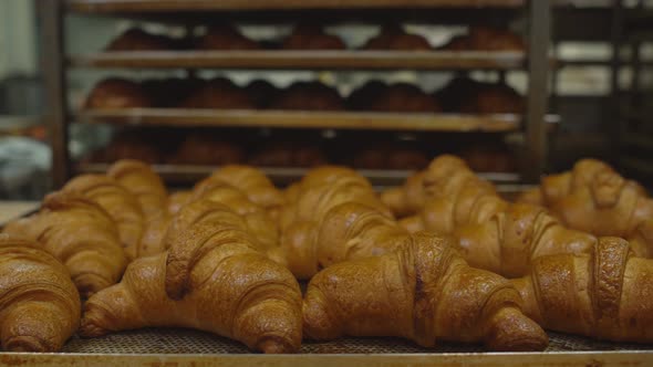 Many Delicious and Fresh Croissants Are on the Tray. Production for the Production of Pastries