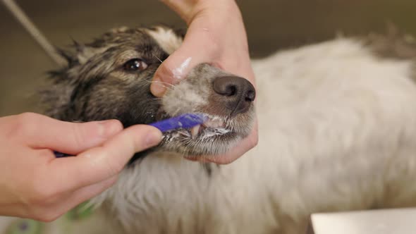 Beauty Salon Animal to Bathe Corgi