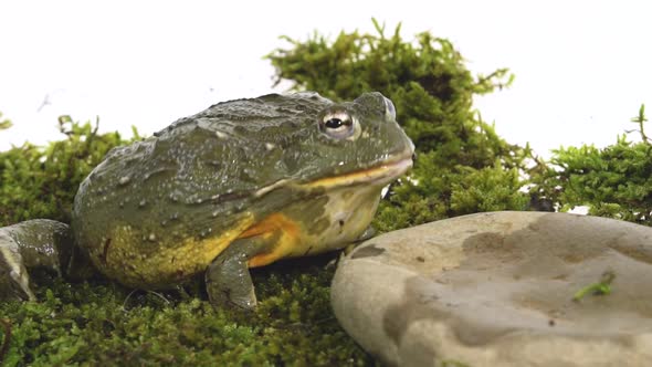 Cyclorana Toad-water Pot Frog Sitting on a Stone on Green Moss