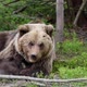 Bear Cub 1 - VideoHive Item for Sale