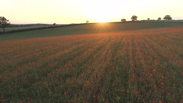 Poppies in a Farm Field at Sunset